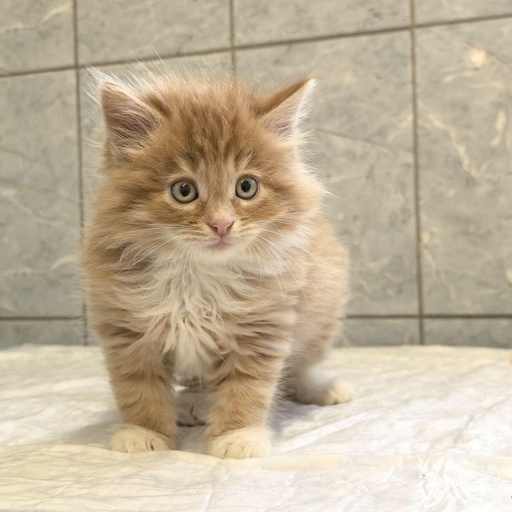 Изображение питомца