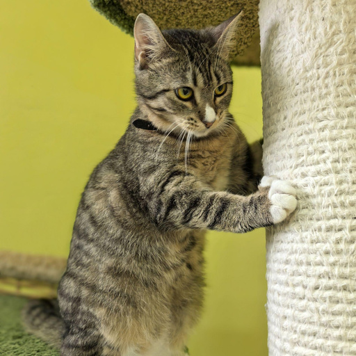 Изображение питомца