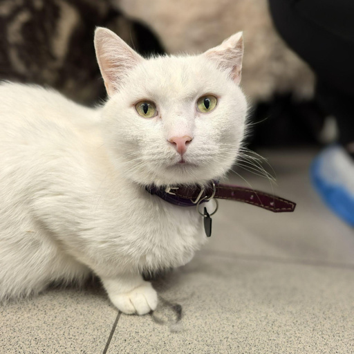 Изображение питомца