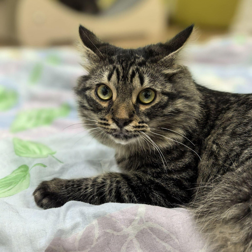 Изображение питомца