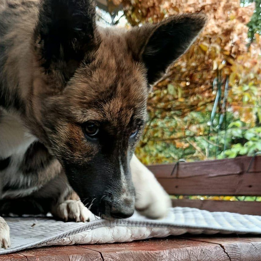 Изображение питомца