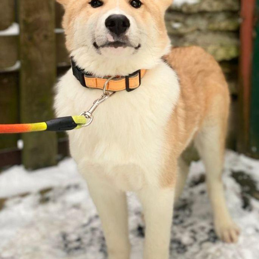 Изображение питомца