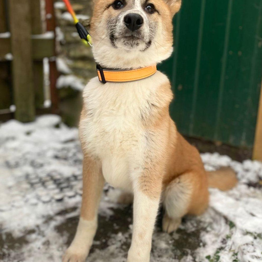 Изображение питомца