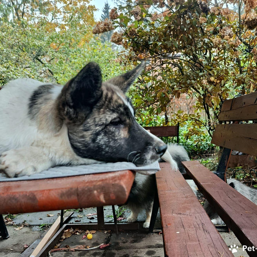 Изображение питомца