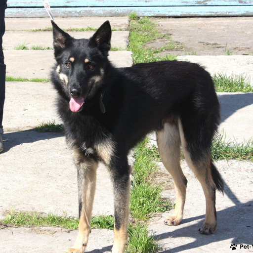 Изображение питомца