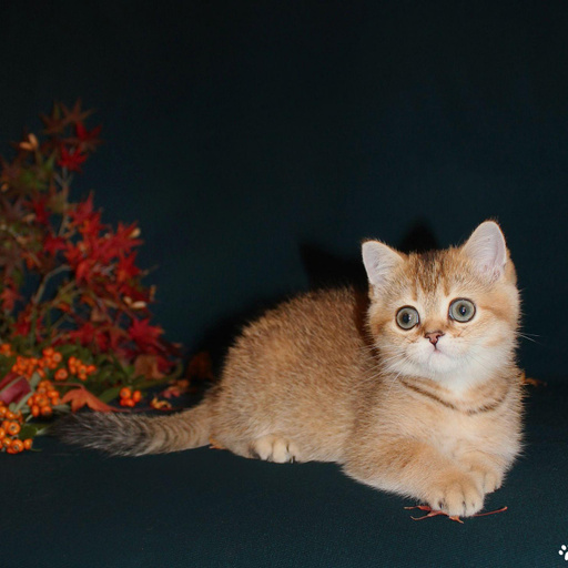 Изображение питомца