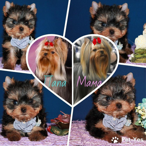 Изображение питомца