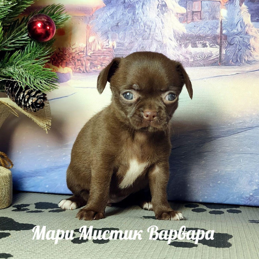 Изображение питомца