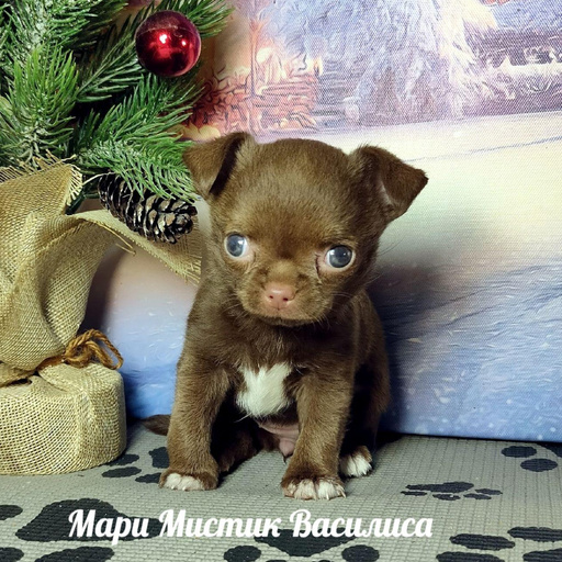 Изображение питомца