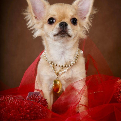 Изображение питомца