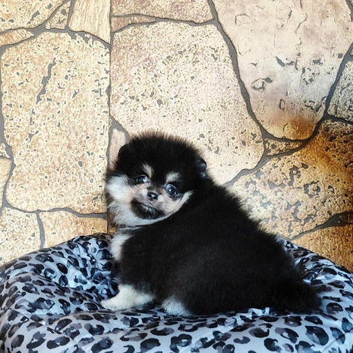 Изображение питомца