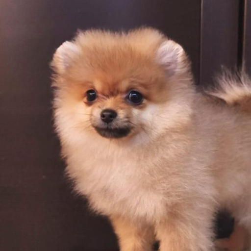 Изображение питомца