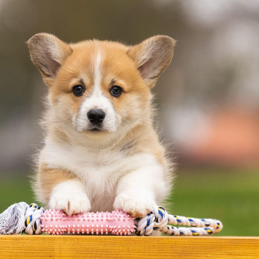 Изображение питомца