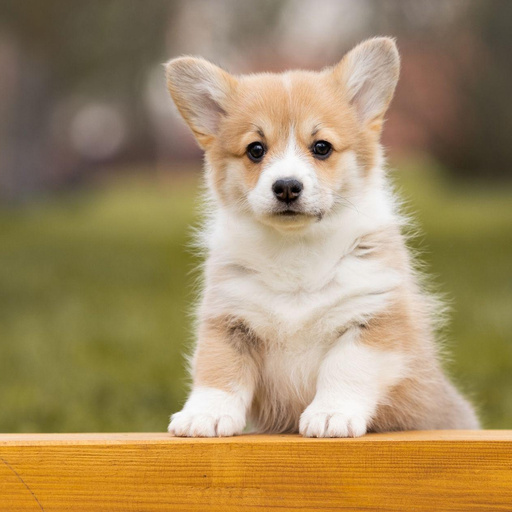 Изображение питомца