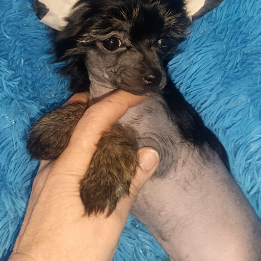 Изображение питомца