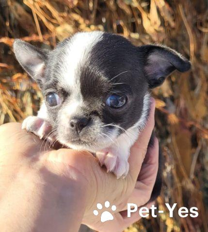 Изображение питомца