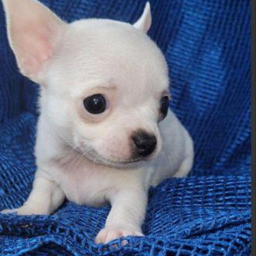 Изображение питомца