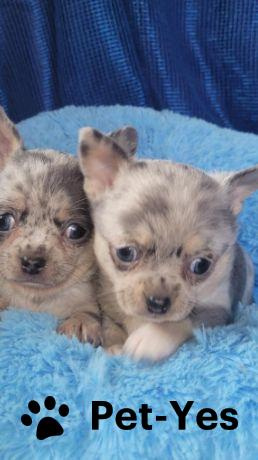 Изображение питомца