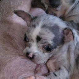 Изображение питомца