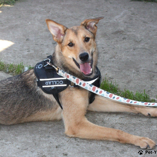 Изображение питомца