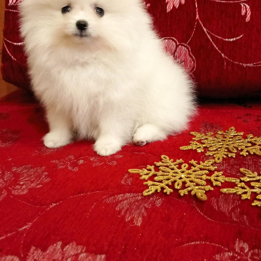 Изображение питомца