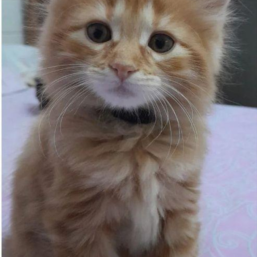 Изображение питомца