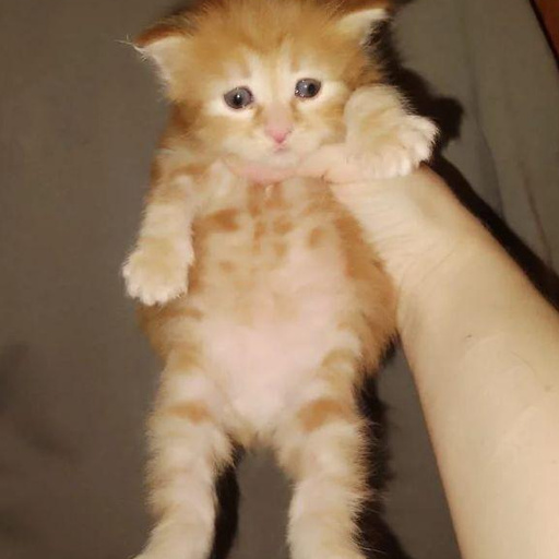 Изображение питомца