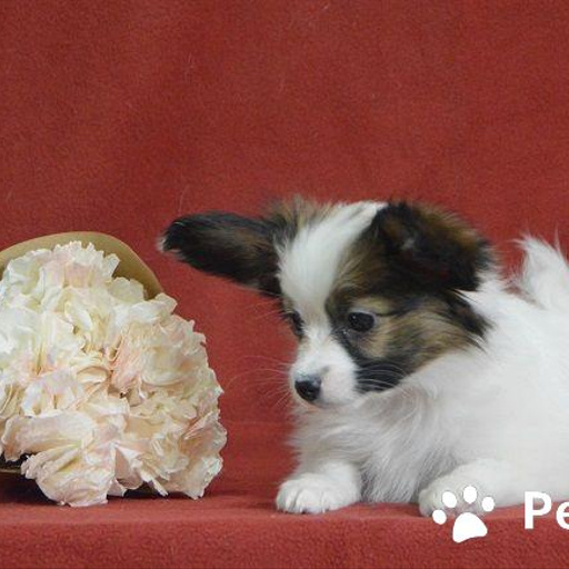 Изображение питомца