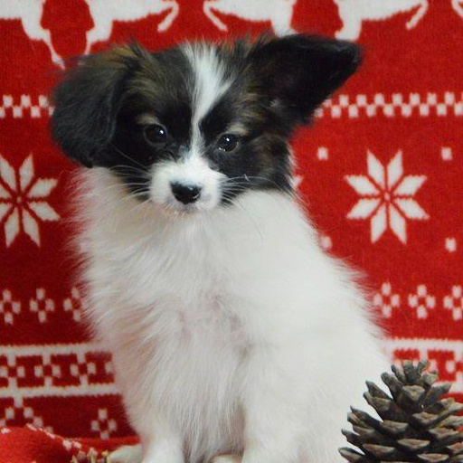 Изображение питомца