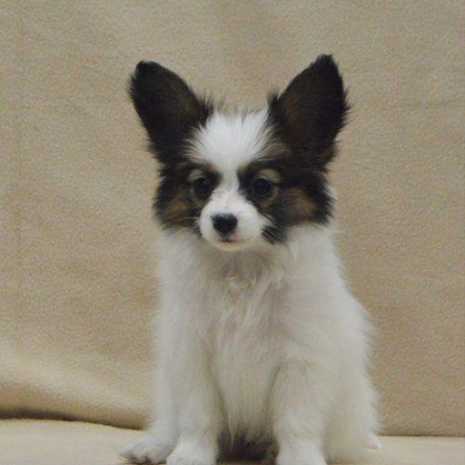 Изображение питомца