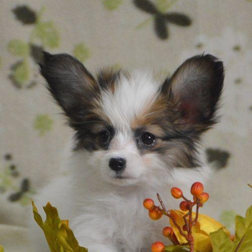 Изображение питомца