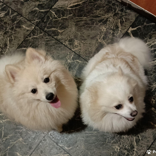 Изображение питомца