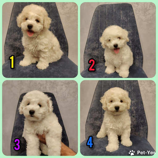 Изображение питомца