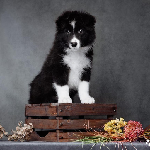 Изображение питомца