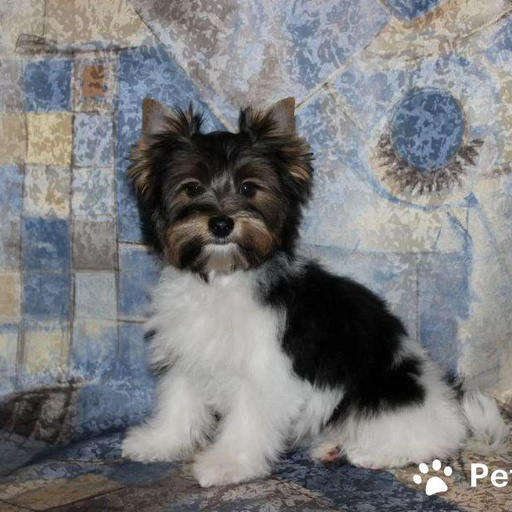 Изображение питомца