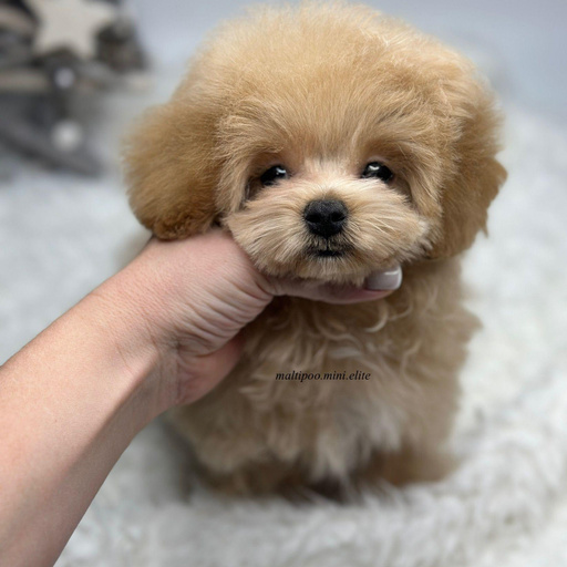 Изображение питомца