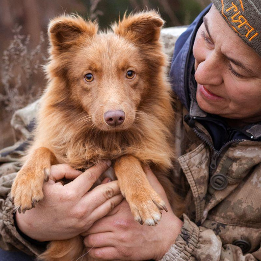 Изображение питомца
