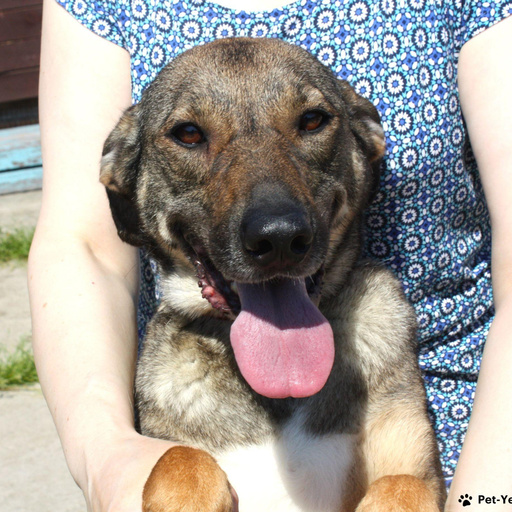 Изображение питомца