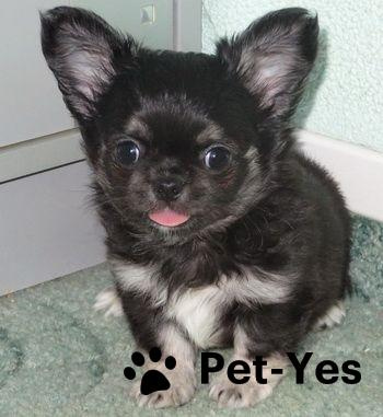 Изображение питомца