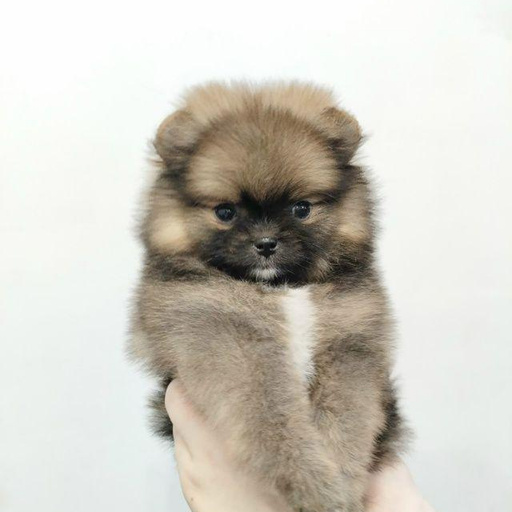 Изображение питомца