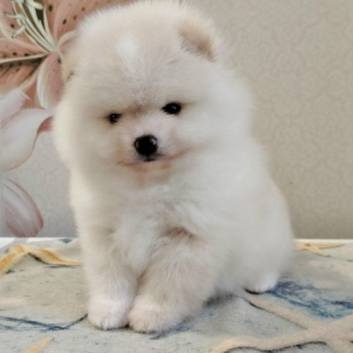 Изображение питомца