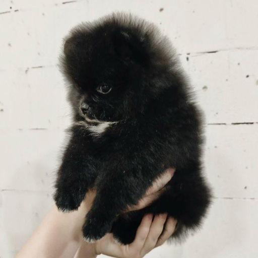 Изображение питомца