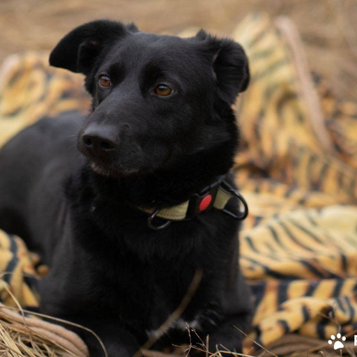 Изображение питомца