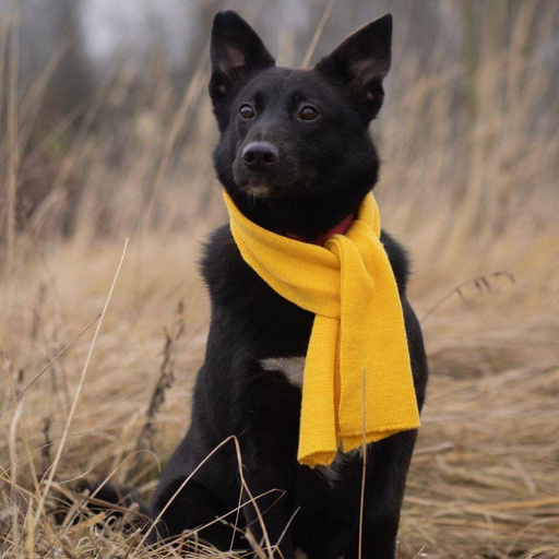 Изображение питомца