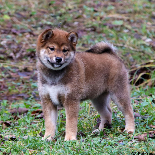 Изображение питомца