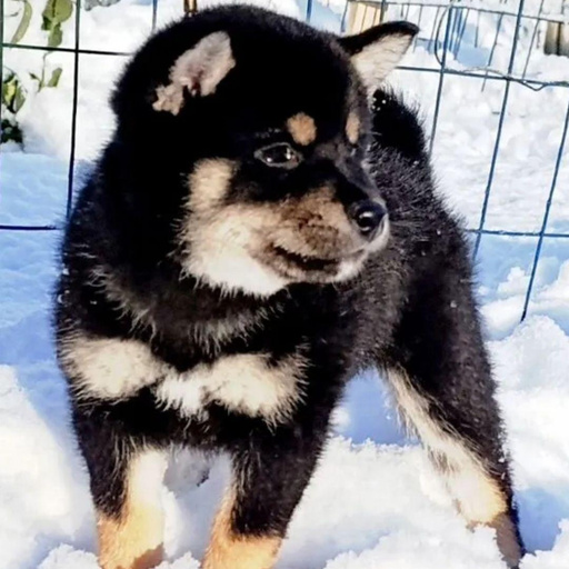 Изображение питомца