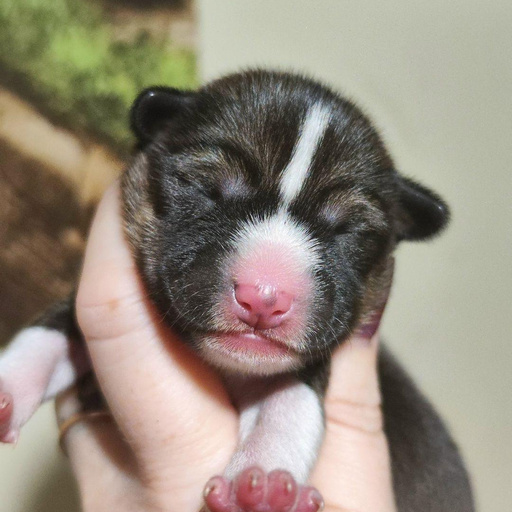 Изображение питомца