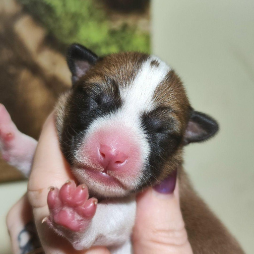 Изображение питомца