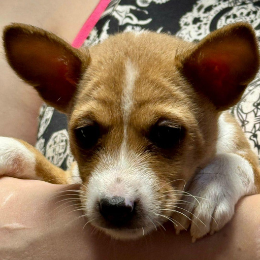 Изображение питомца