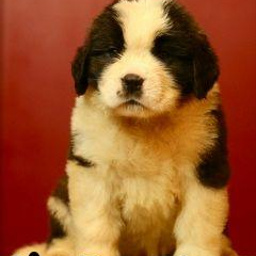 Изображение питомца